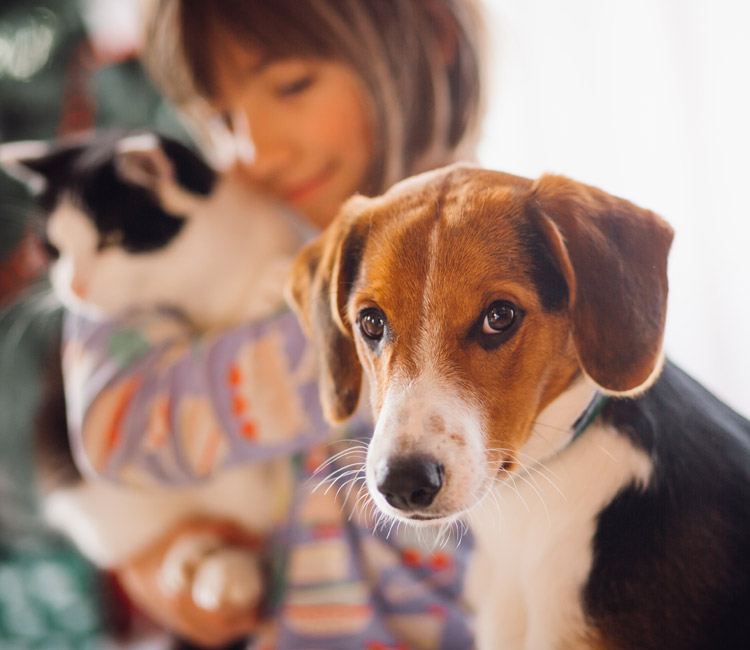 Fabrication à façon de soins pour animaux