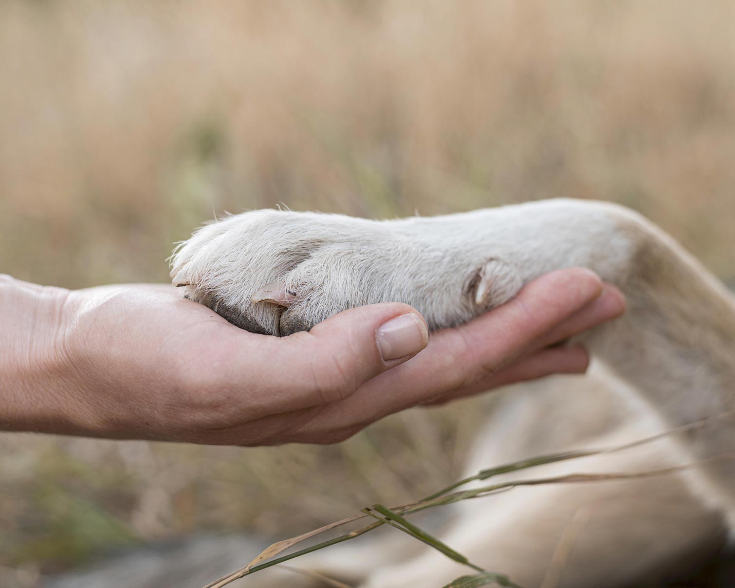 Soins Pour Animaux